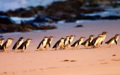 11b56d66-Phillip-Island-Day-Tour-Klook