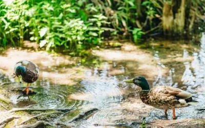 cdcowswu95dueeprx2yk