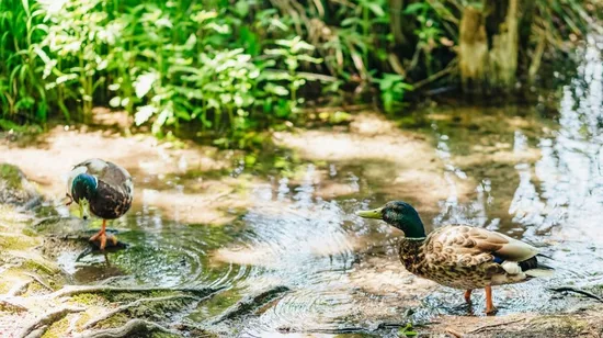 Chiang Mai City Half Day Tuk Tuk Tour
