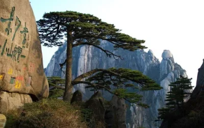 drx39svvtcbgt1yvqx4g