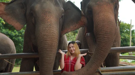 Chiang Mai: National Elephant Care & Bamboo Rafting / Ziplines Trip 13 Chiang Mai: National Elephant Care & Bamboo Rafting / Ziplines Trip