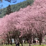 Wuling Farm One-Day Tour (Taichung City Hotel Pickup)