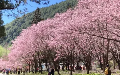 Wuling Farm One-Day Tour (Taichung City Hotel Pickup)