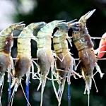 Shrimping Experience in Yilan by Lan Yang Crab