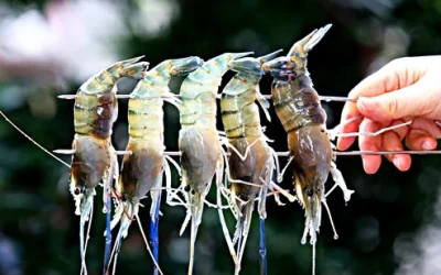 Shrimping Experience in Yilan by Lan Yang Crab