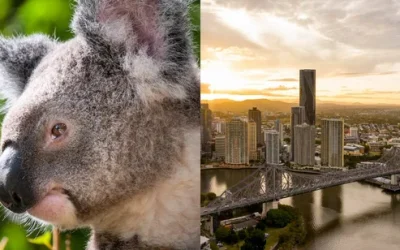 Brisbane City Highlight Tour with Entry to Lone Pine Koala Sanctuary hn0sgwlia0wbj0xs1jhl