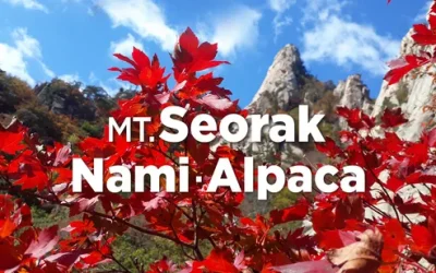 icv1d4lahzurj5plfkcf