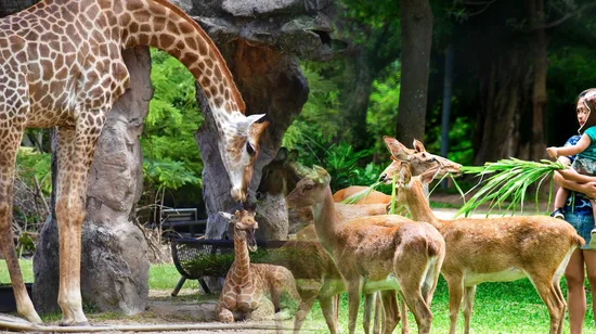 Satang Island Day Trip with Dolphin Watching in Sarawak