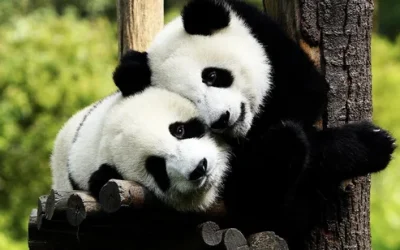 Beijing: Chinese Ming Dynasty Palace Costume Photography j65s8ts1tccccmoi68je