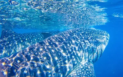 jc7dge1gogwhoociadn2