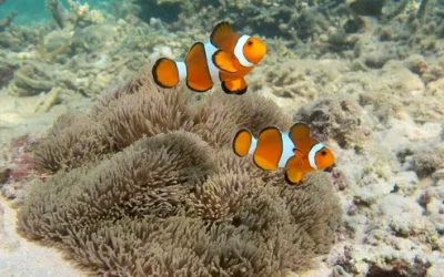 k4g43mkz3ur8bybp2lsd