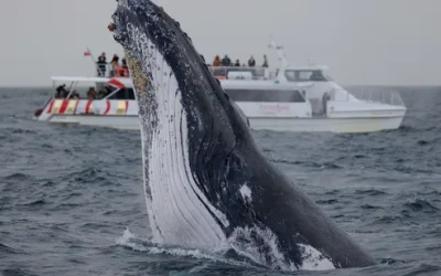 Taipei|Yangmingshan Jiaxin Leisure Club|Sea View Hot Spring House kbmi0kddywqm3koad92p