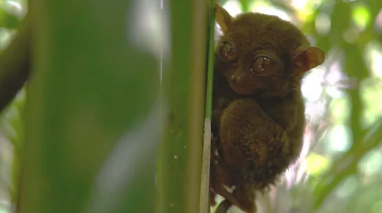 Glamping in Nantou by Balam Hill Glamping