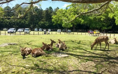 lvyncigbp8jwgz3djbcx