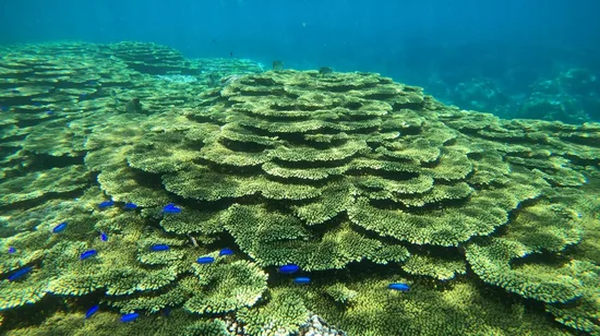 Pinnacle Desert, Yanchep and Swan Valley with Lunch