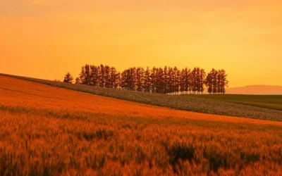 mk9yxvya54wa1avsunqo