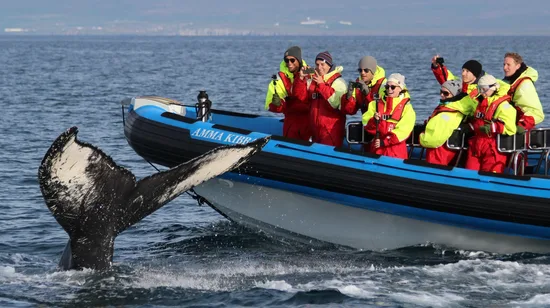 Shake Shack in Sentosa