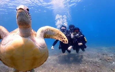 Liuqiu Green Sea Turtle: Diving Diving Experience