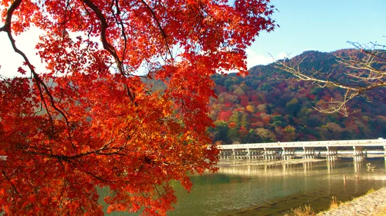 Asahiyama Zoo and Furano, Biei 1 Day Bus Tour