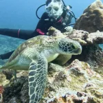 Green Island Diving in Taitung by Fire Islands