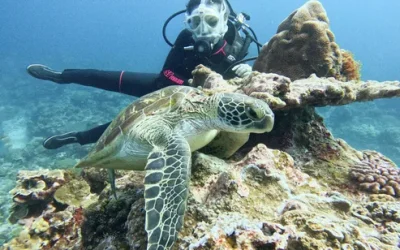 Green Island Diving in Taitung by Fire Islands