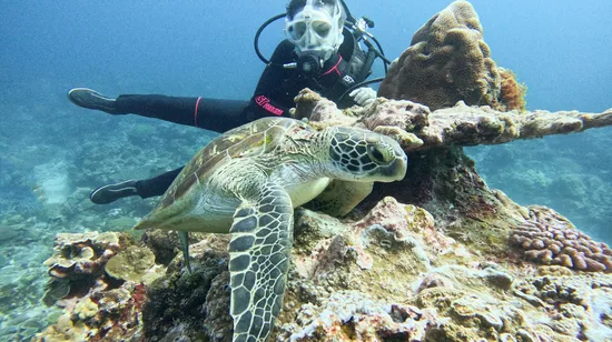 Taitung｜Stone Umbrella｜Small Group Stand Up Paddle Experience