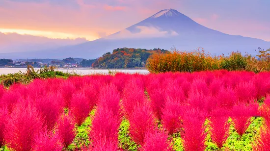 Tokyo Hop-On Hop-off sightseeing bus by Skyhop Bus