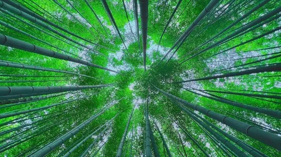 Changing of the Guard Walking Tour in London