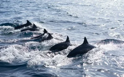 swhqb0mza9xgrbvpmy5j