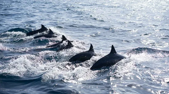 Pingtung｜Kenting Wanlitong Beach Water Entertainment Trip｜Diving experience・Advanced snorkeling