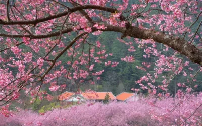 Taichung: Wuling Farm Day Tour (From Taipei)
