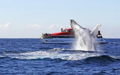 tt5vqdyag3ba91whrr91