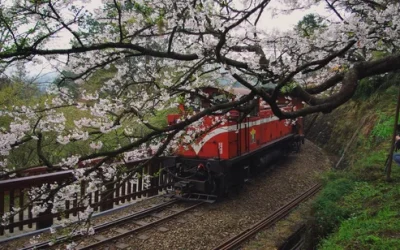 Chiayi: Alishan Day Tour & Multi-Day Tour from Chiayi