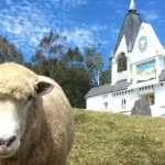 Cingjing Farm & Gaomei Wetland Day Tour