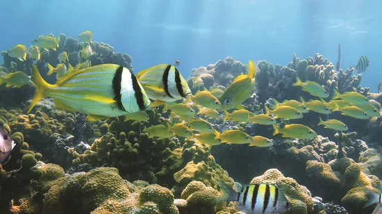 Shirakawago & Gokayama, Hida Takayama Bus Tour from Kanazawa