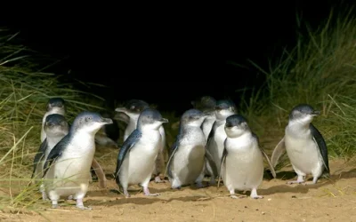 xetnv9jcu6opysbwyxlx