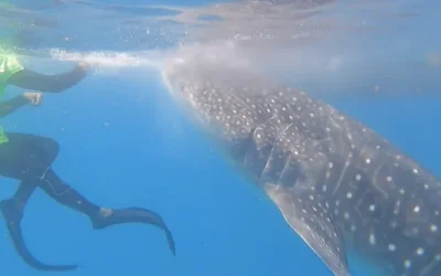 z6r4wpg8v1d3e4thuu31