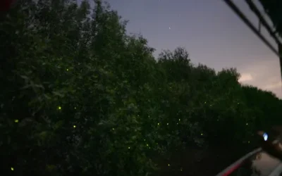 zelqd7r0amyagpx2v7gp