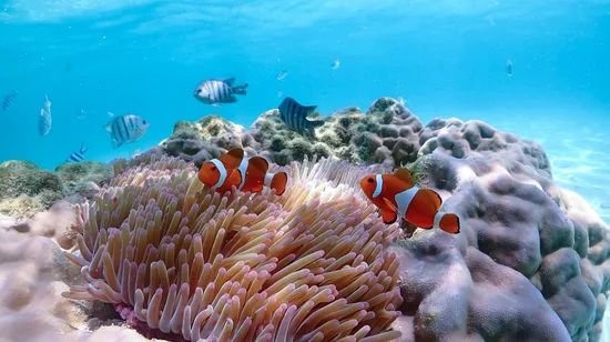 National Palace Museum & Beitou & Dadaocheng Day Tour in Taipei