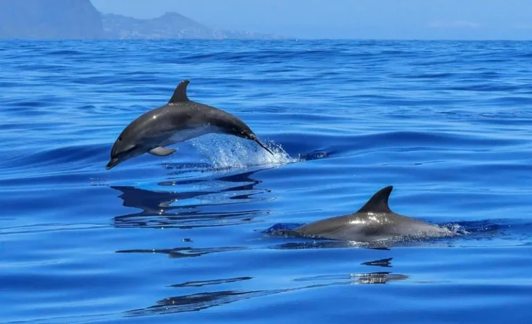 Dolphin Swim and Snorkel With Ocean Activities in Oahu