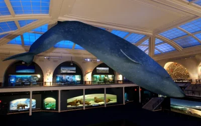 American Museum of Natural History Tickets – NYC