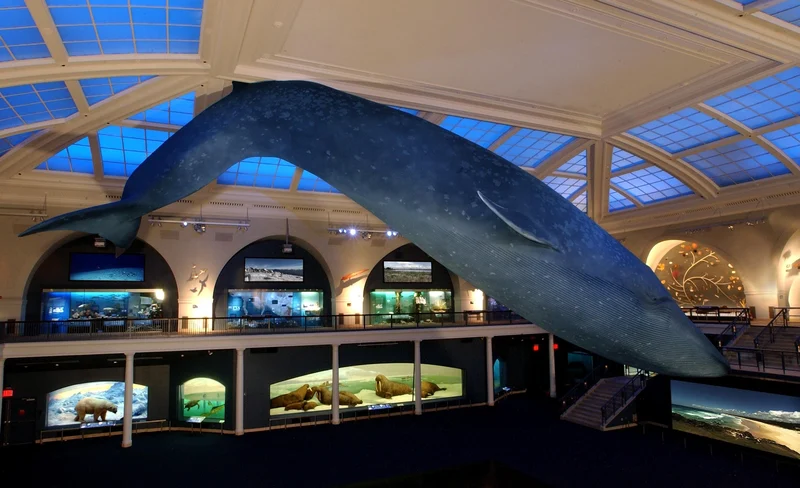 American Museum of Natural History Tickets - NYC