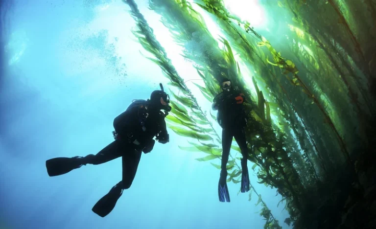 Go Further: Advanced Course in Agoura Hills with PADI 5* Dive Center