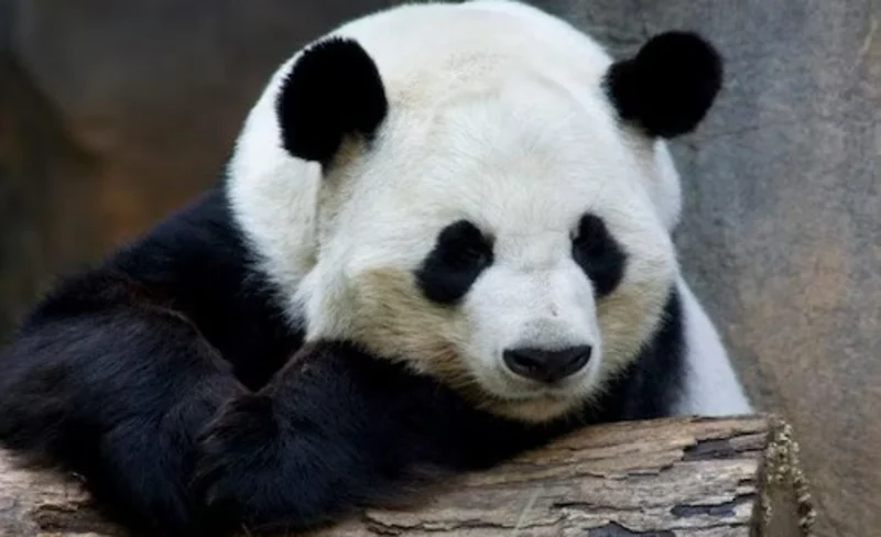 Zoo Atlanta Admission in Georgia