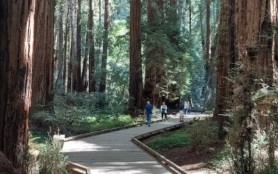 Muir Woods and Sausalito Small-Group Tour from San Francisco