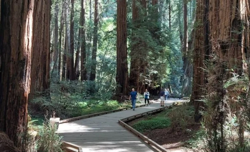 Muir Woods and Sausalito Small-Group Tour from San Francisco