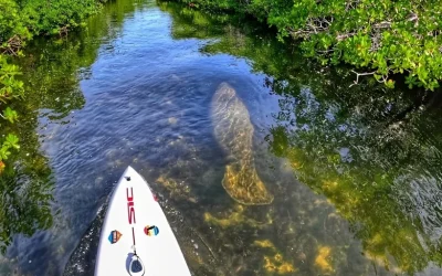 Florida Keys Marine Eco Adventure