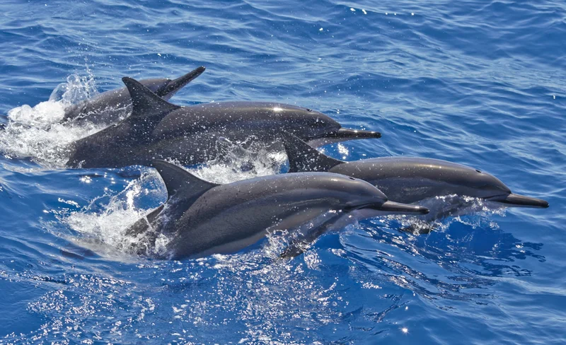 Snorkelling and Dolphin Watching Experience in Lana’i from Maui