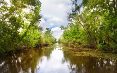 Swamp Boat Cruise with Transportation from New Orleans