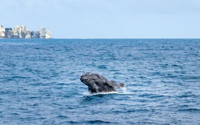 Whale Watching Experience from Kewalo Harbor with Optional Transfer